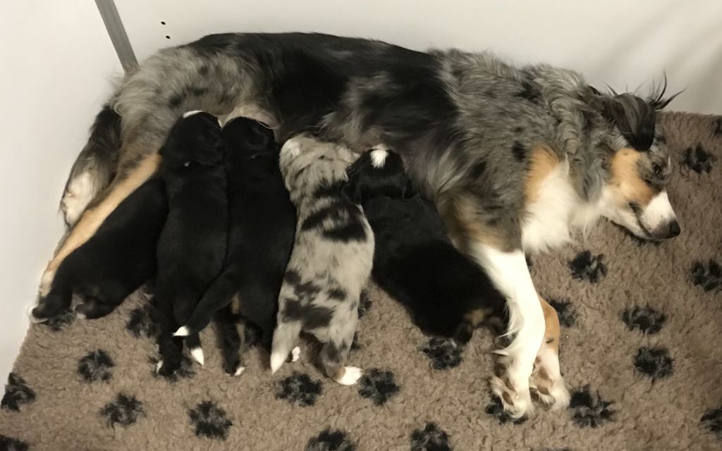 chiot Berger Américain Miniature  Des Trésors Du Sud